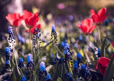 Red Tulips and Blue Muscari Flowers