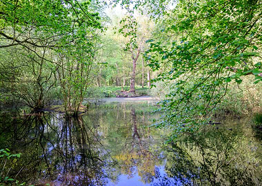 Reflections in a Forest Pond