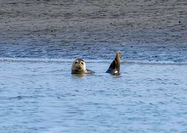 Seal in Water with Tail Up