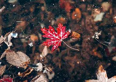 Red Maple Leaf in Water