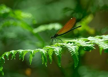 Dragonfly on Fern