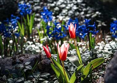Red Tulips and Blue Hyacinths