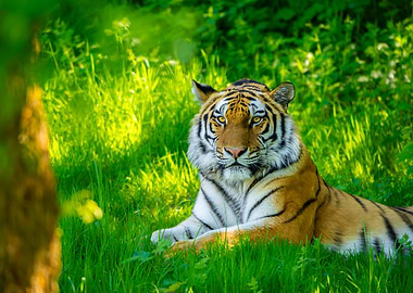 Tiger resting in green grass