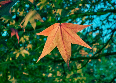Autumn Leaf Hanging