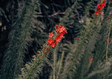 Red Flowers on Green Plant