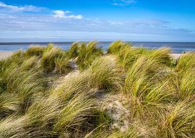 Beach Grass on Sand Dunes