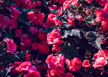 Vibrant Pink Begonias in Full Bloom