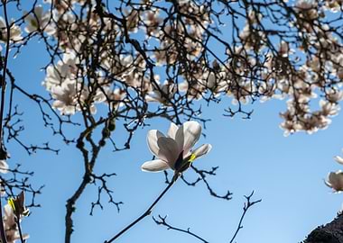 Magnolia Blossom Against Blue Sky