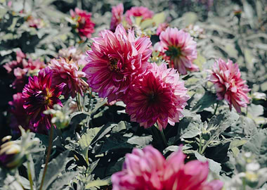 Pink and Purple Dahlia Flowers