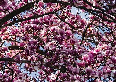 Magnolia Tree in Full Bloom
