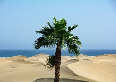 Palm Tree in Desert Landscape