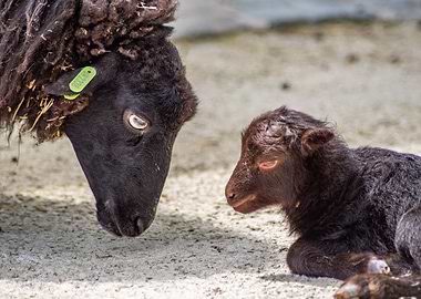 Black Sheep and Lamb Portrait