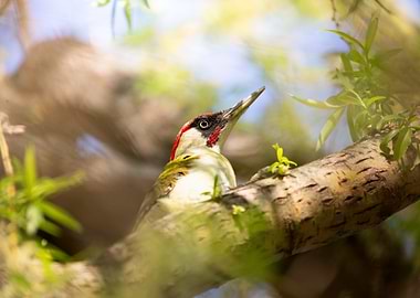 The Canopy Scout – Green Woodpecker in Spring Light
