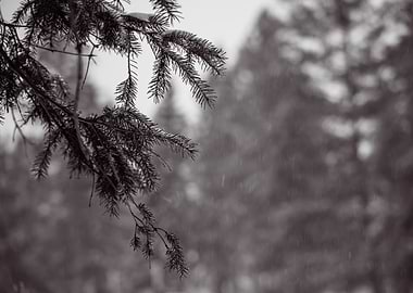 Snowy Pine Branch in Black and White
