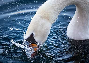 The Dive – Mute Swan in Motion