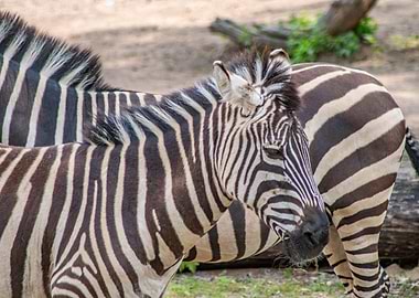 Two Zebras in Natural Habitat