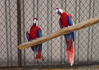 Two Scarlet Macaws on a Branch