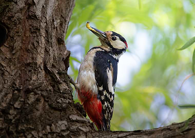 The Forest Forager – Great Spotted Woodpecker Portrait