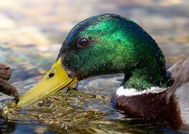 The Emerald Glimmer – Mallard Drake Close-Up