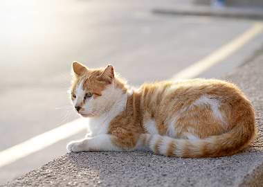 Resting Ginger and White Cat