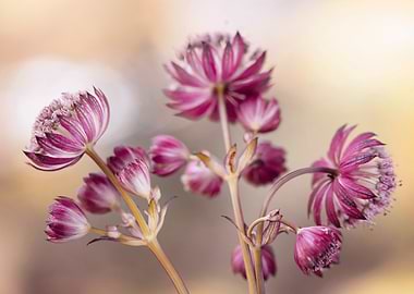 Astrantia Flowers Close-Up