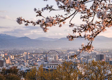 Cherry Blossoms at Sunset in Matsuyama, Japan