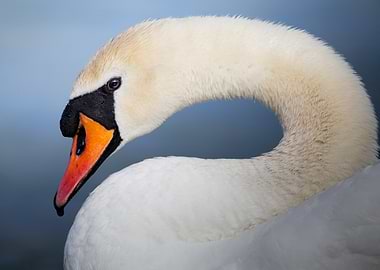 The Graceful Curve – Mute Swan Close-Up