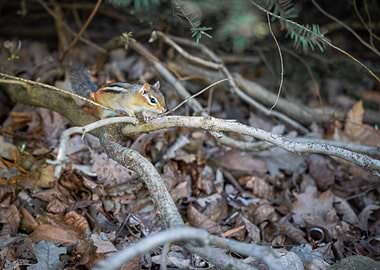 Chipmunk on a Branch