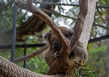 Sleeping Koala in Tree