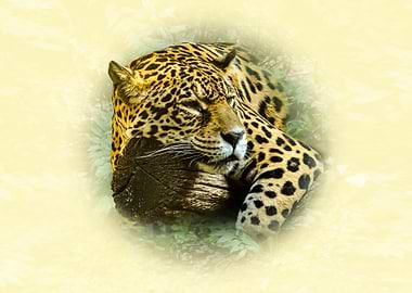 Resting Jaguar Portrait