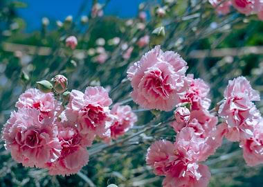 Pink Carnations in Bloom