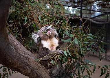 Koala eating eucalyptus leaf