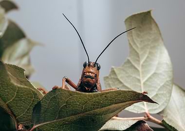 Close-up of a Grasshopper on Leaves