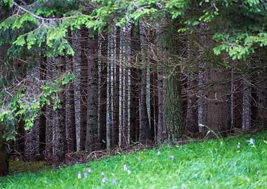 Dense Forest with Green Meadow