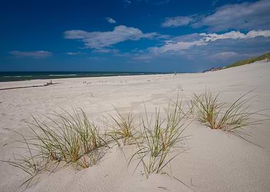 Beach Grass Under Blue Sky, Poland
