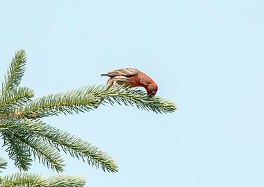 Male house finch eating from a tree