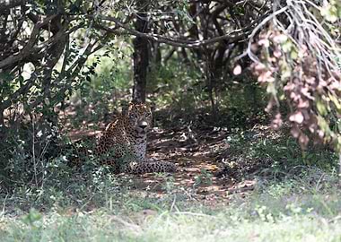 Leopard resting in the forest shade