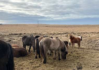 Icelandic Horses in a Field