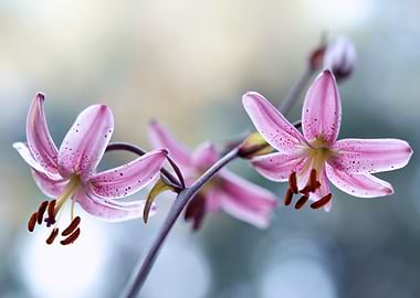 Pink Lilies with Spotted Petals