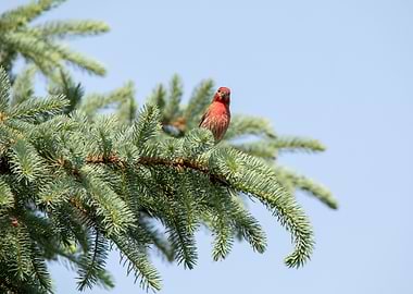 House Finch on Evergreen Branch