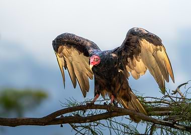 Turkey Vulture Spreading Wings on Branch