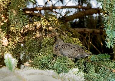 Dove Resting in Evergreen Tree