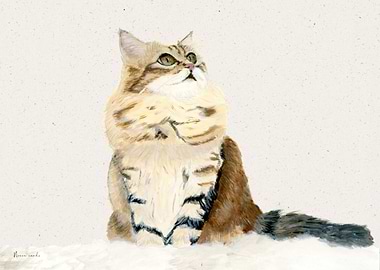 Norwegian Forest Cat Portrait