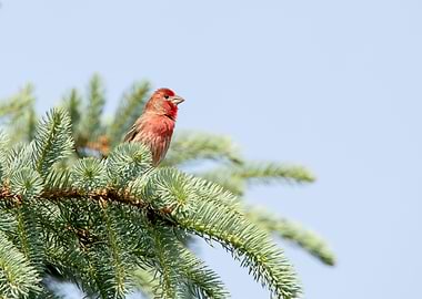 Male House Finch Perched on Evergreen Branch
