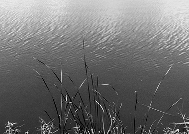 Black and White Water and Grass