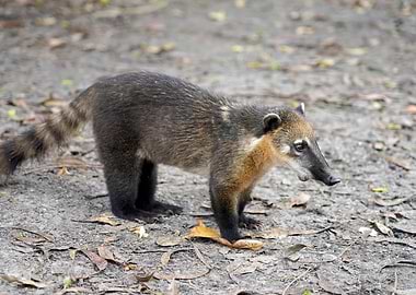 Coati Foraging in Natural Habitat