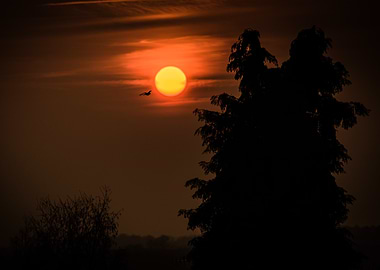 Sunset with Bird and Tree Silhouette