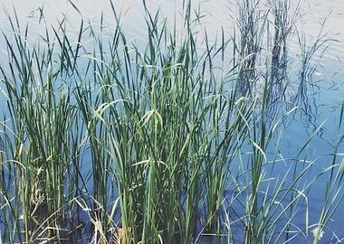 Reeds in Water