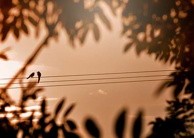 Birds on a wire silhouette