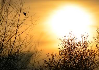 Sunset with Bird and Silhouetted Trees